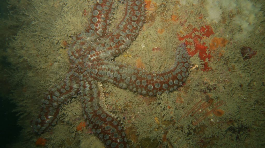 Marthasterias glacialis (Linnaeus, 1758)